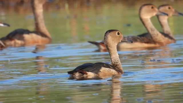 Lesser Whistling-Duck - ML616290597