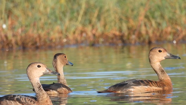 Lesser Whistling-Duck - ML616290601