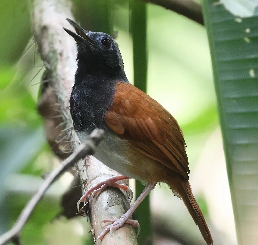 White-bellied Antbird - ML616290679