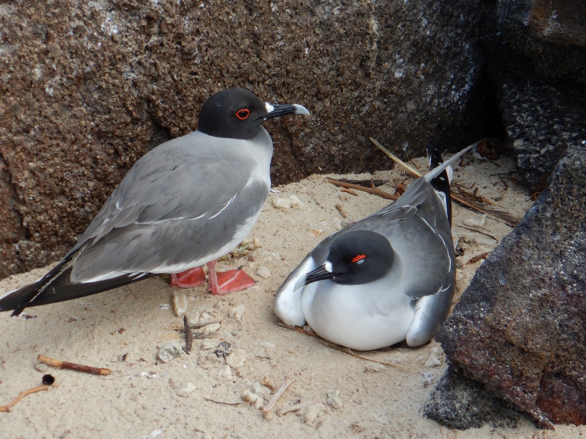 Swallow-tailed Gull - Colby Baker