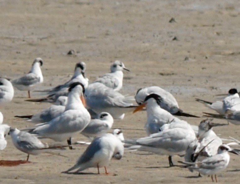 Bonaparte's Gull - ML616290711