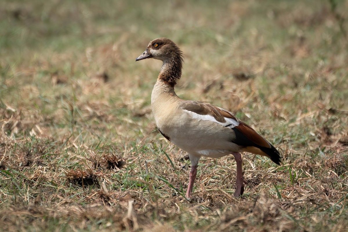 Egyptian Goose - ML616290738