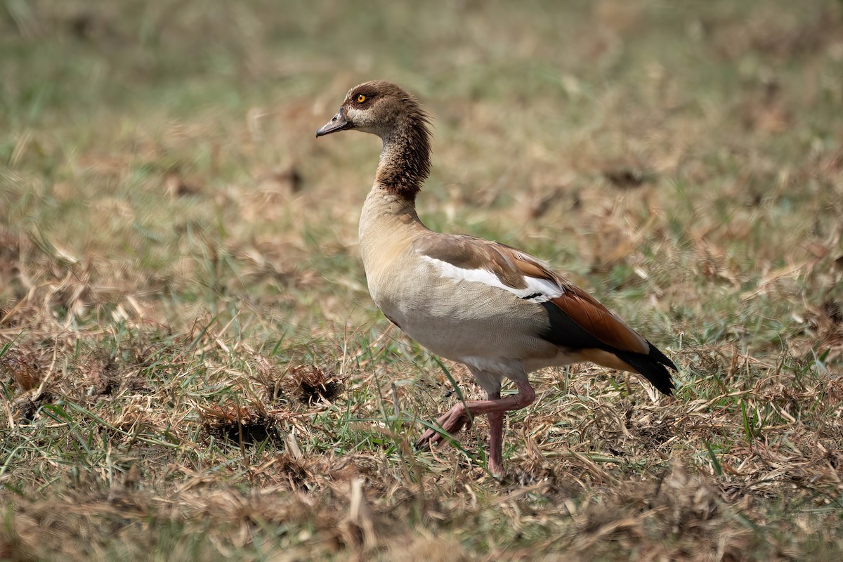 Egyptian Goose - ML616290740