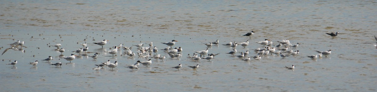 Forster's Tern - Gail Smith