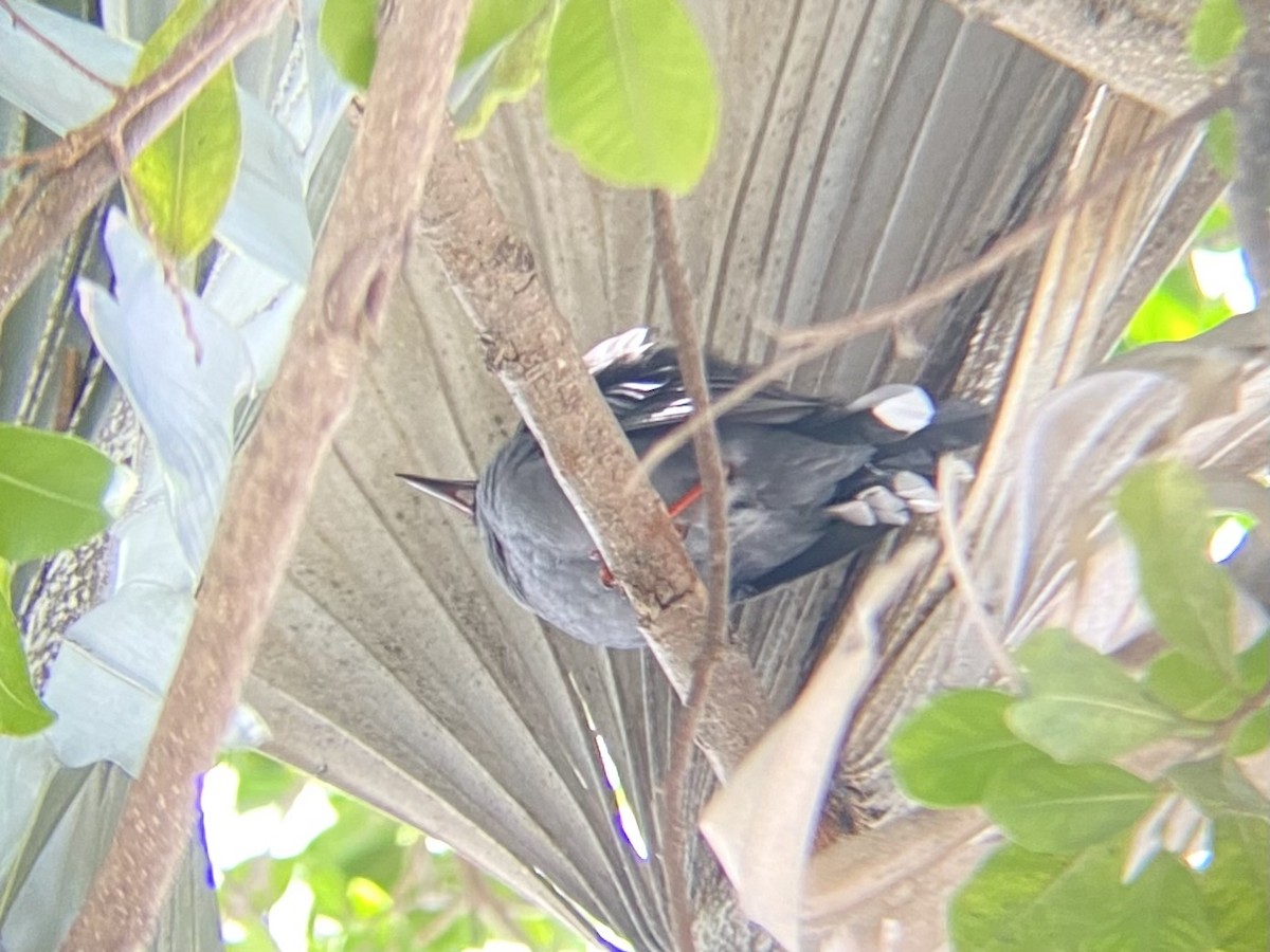 Red-legged Thrush - Sam Ewing