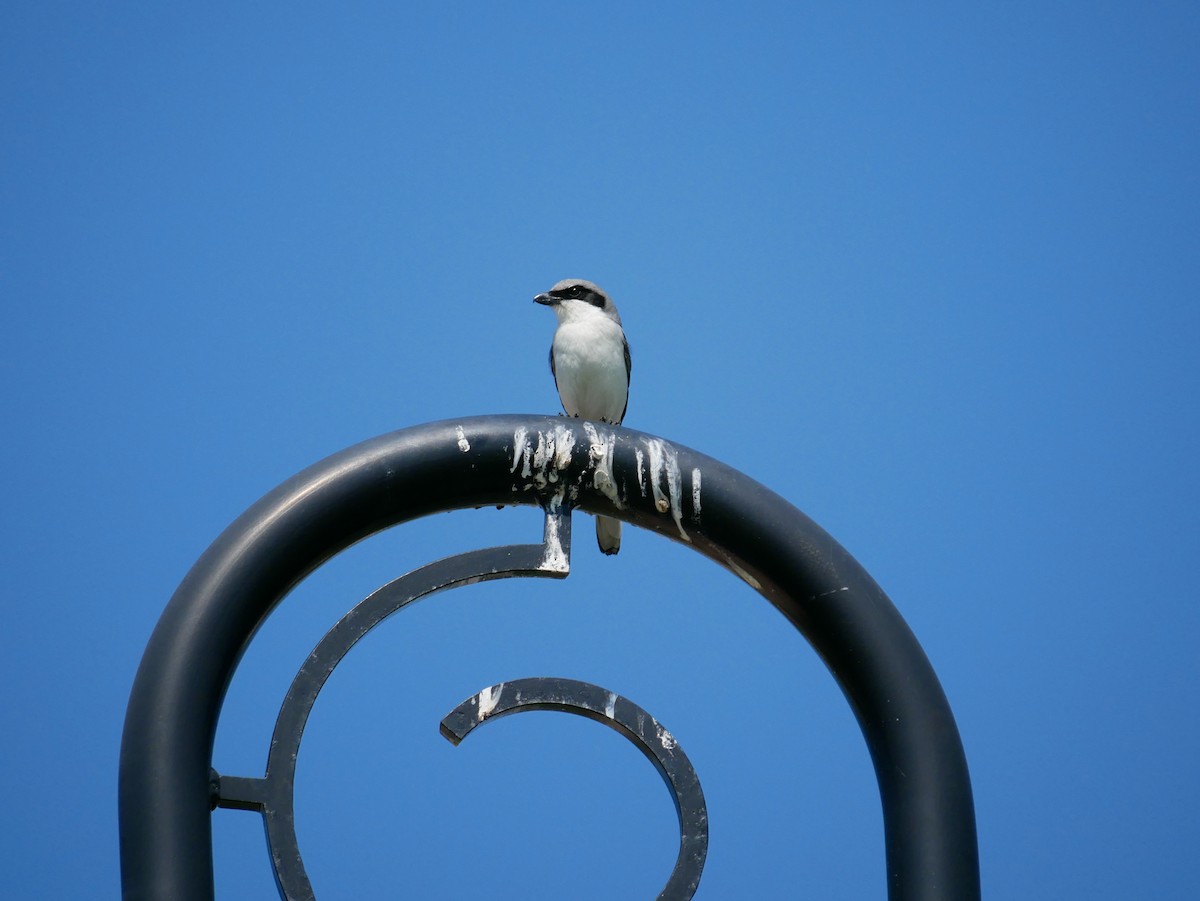 Loggerhead Shrike - ML616290789