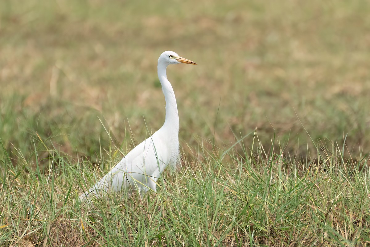 Great Egret - ML616290803