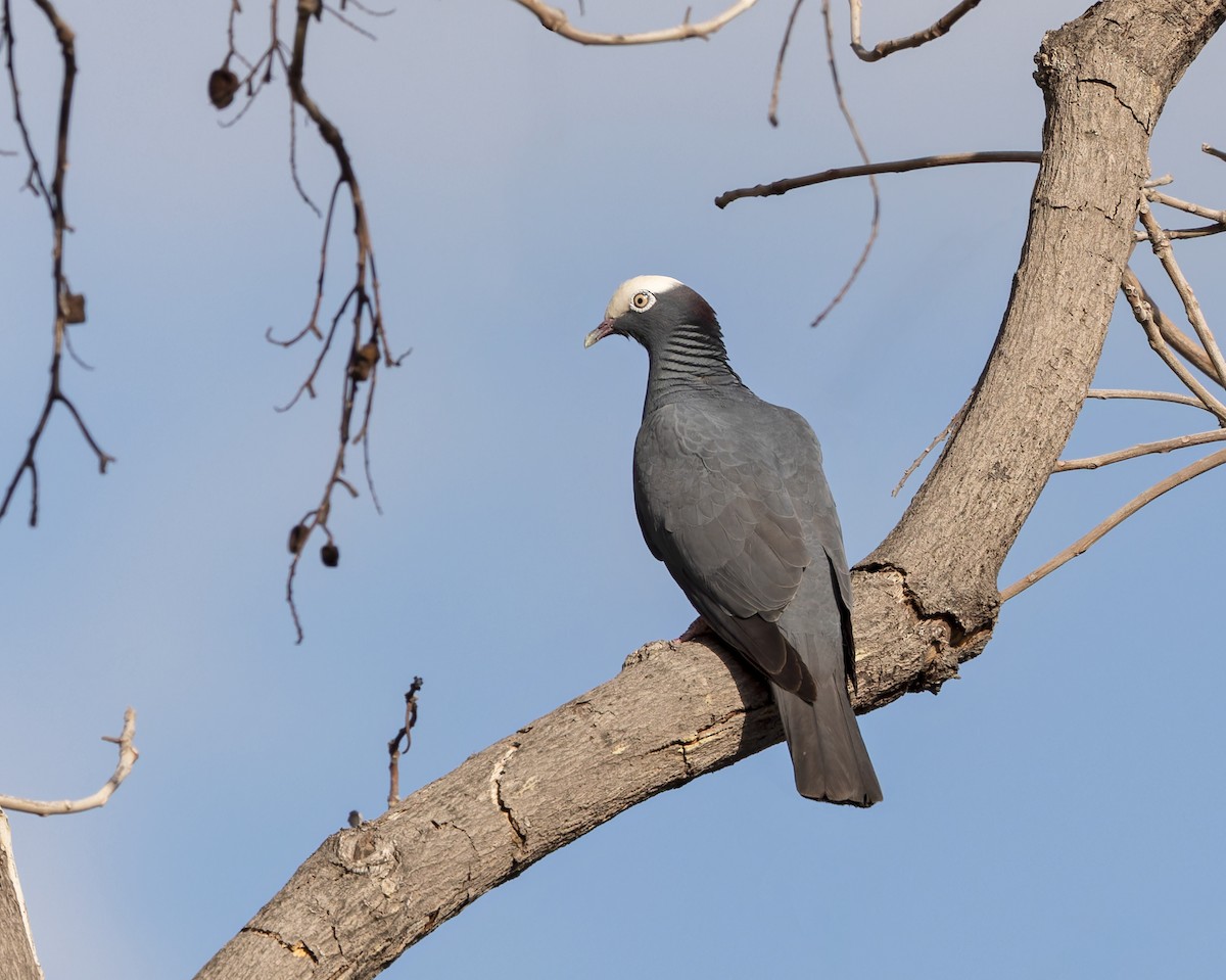 White-crowned Pigeon - ML616290804