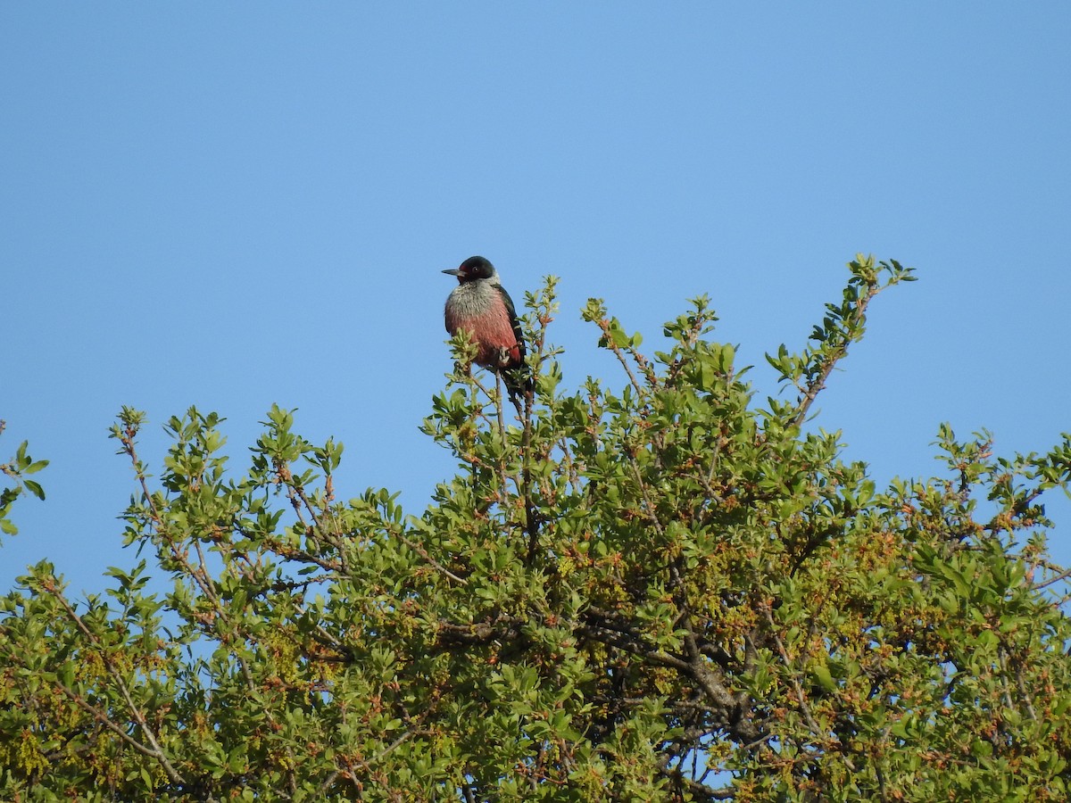 Lewis's Woodpecker - ML616290820