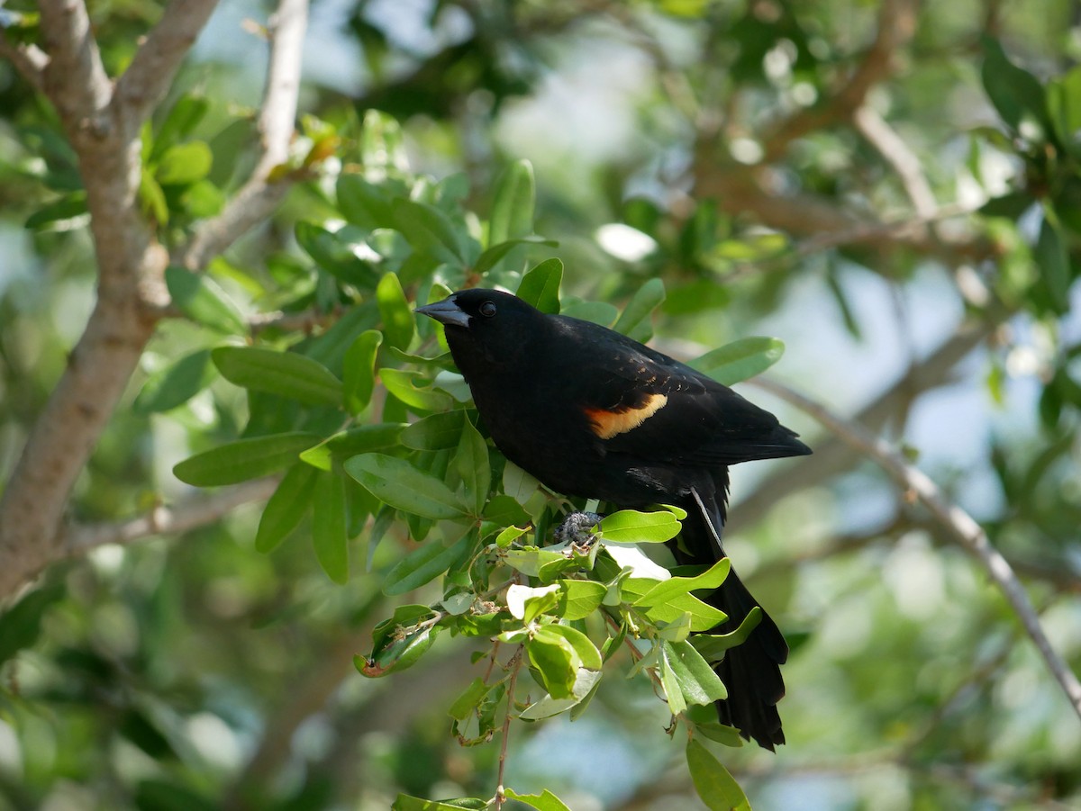 Red-winged Blackbird - ML616290822