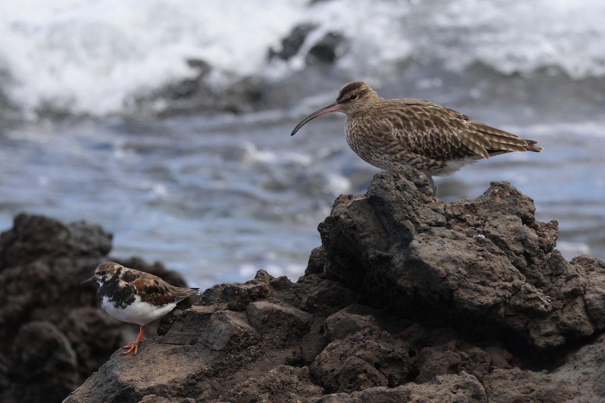 Ruddy Turnstone - ML616290896