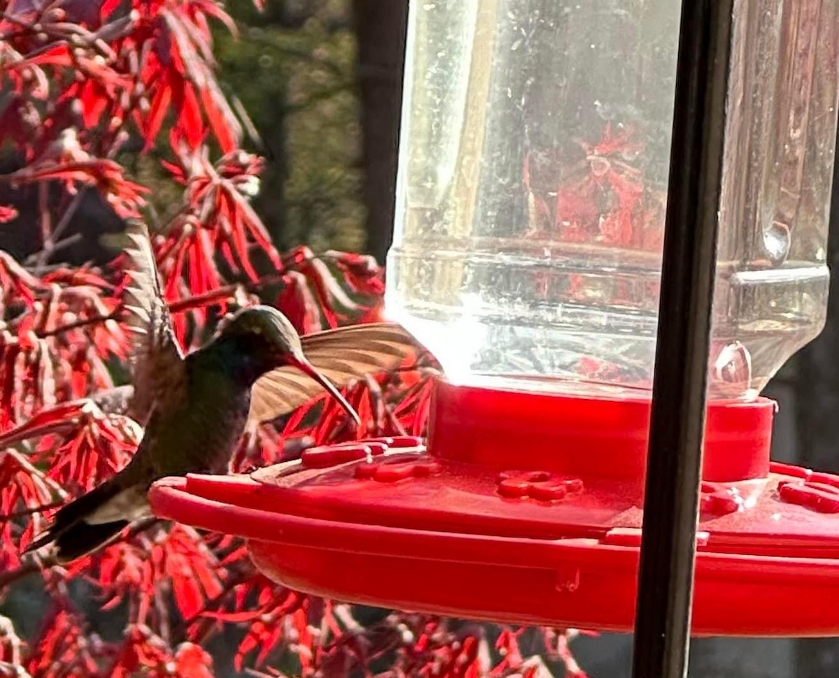 Broad-billed Hummingbird - ML616290910