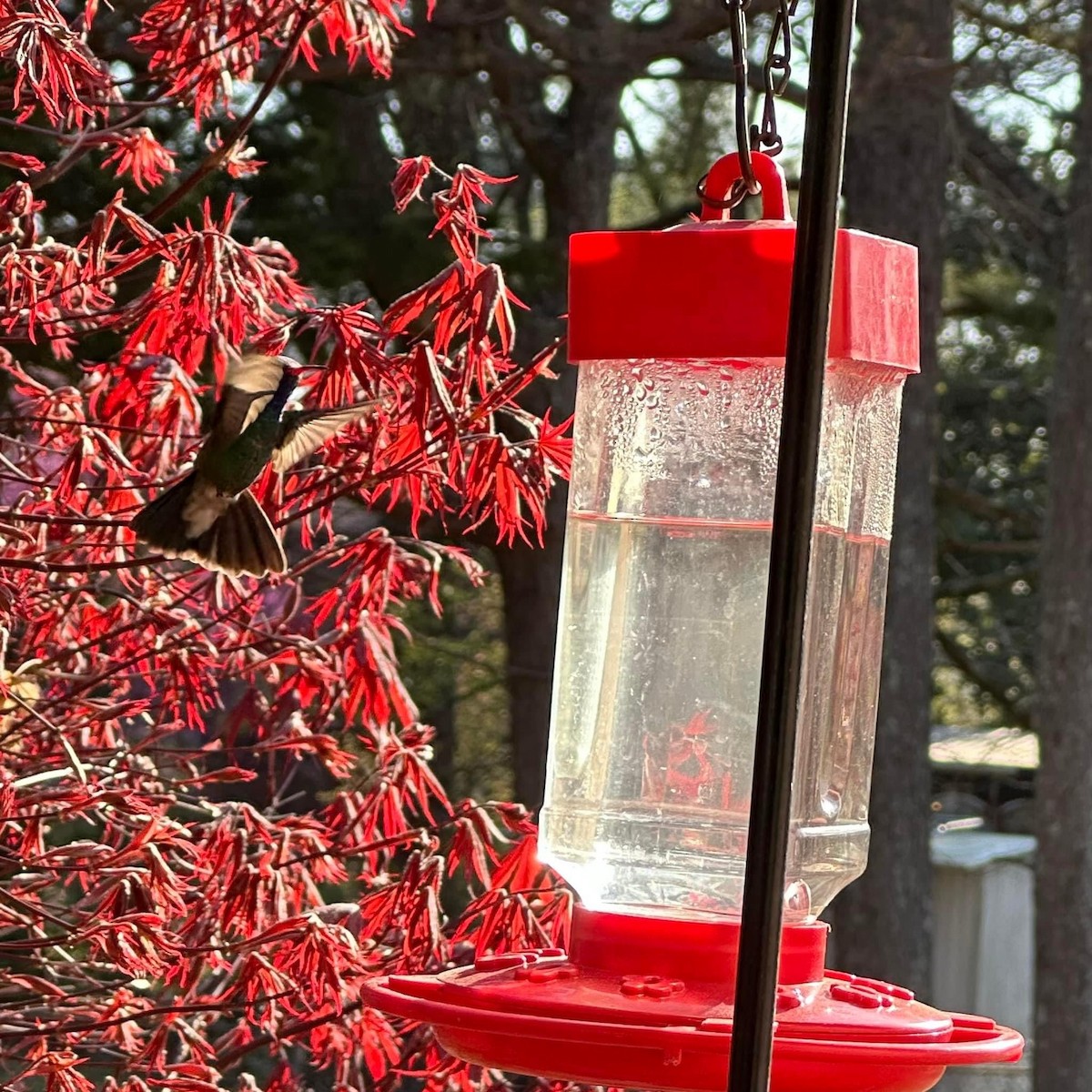 Broad-billed Hummingbird - ML616290911