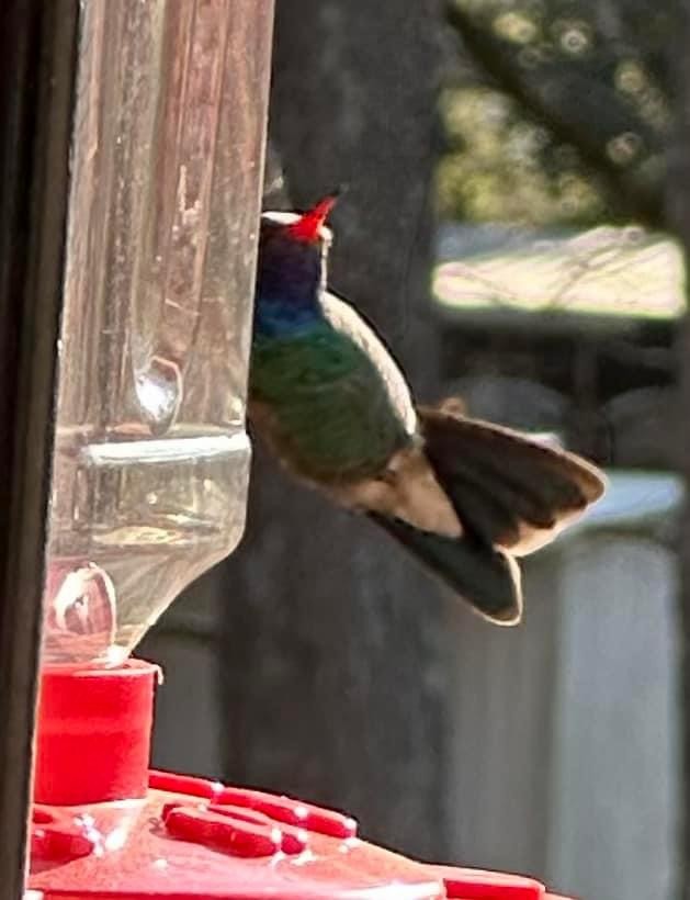 Broad-billed Hummingbird - ML616290912