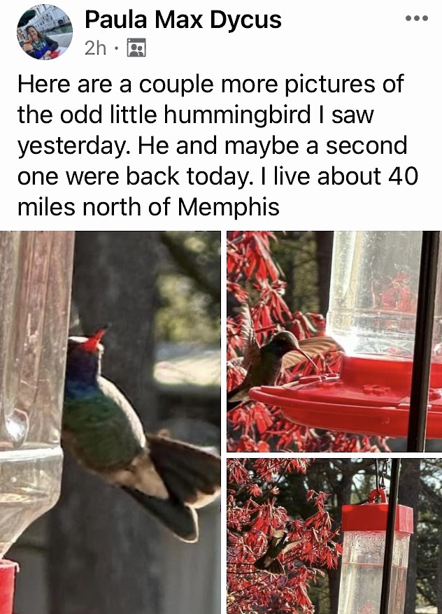 Broad-billed Hummingbird - ML616290913