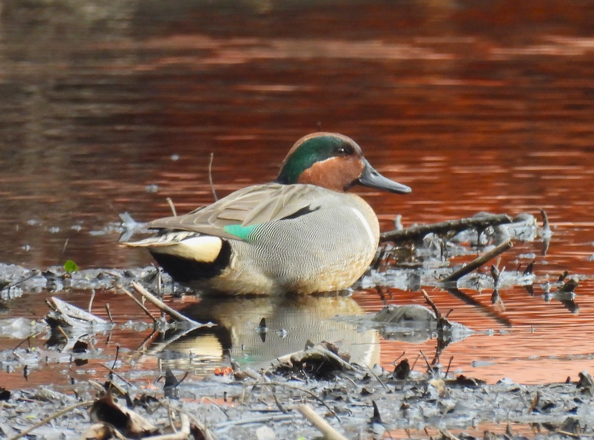 Green-winged Teal - ML616290928