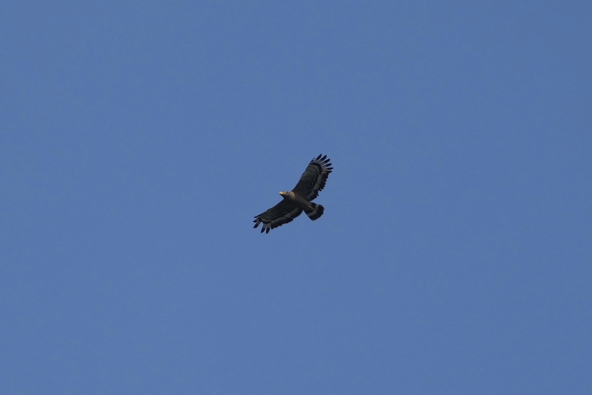 Crested Serpent-Eagle (Crested) - ML616290985