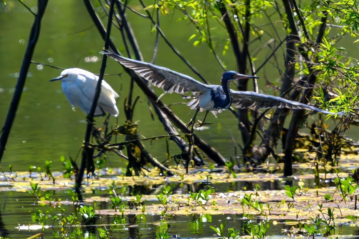 Tricolored Heron - Christine Kozlosky