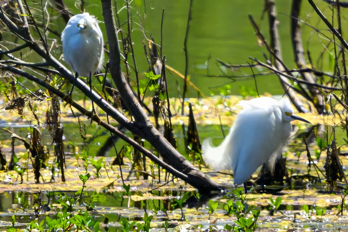 Snowy Egret - ML616290989