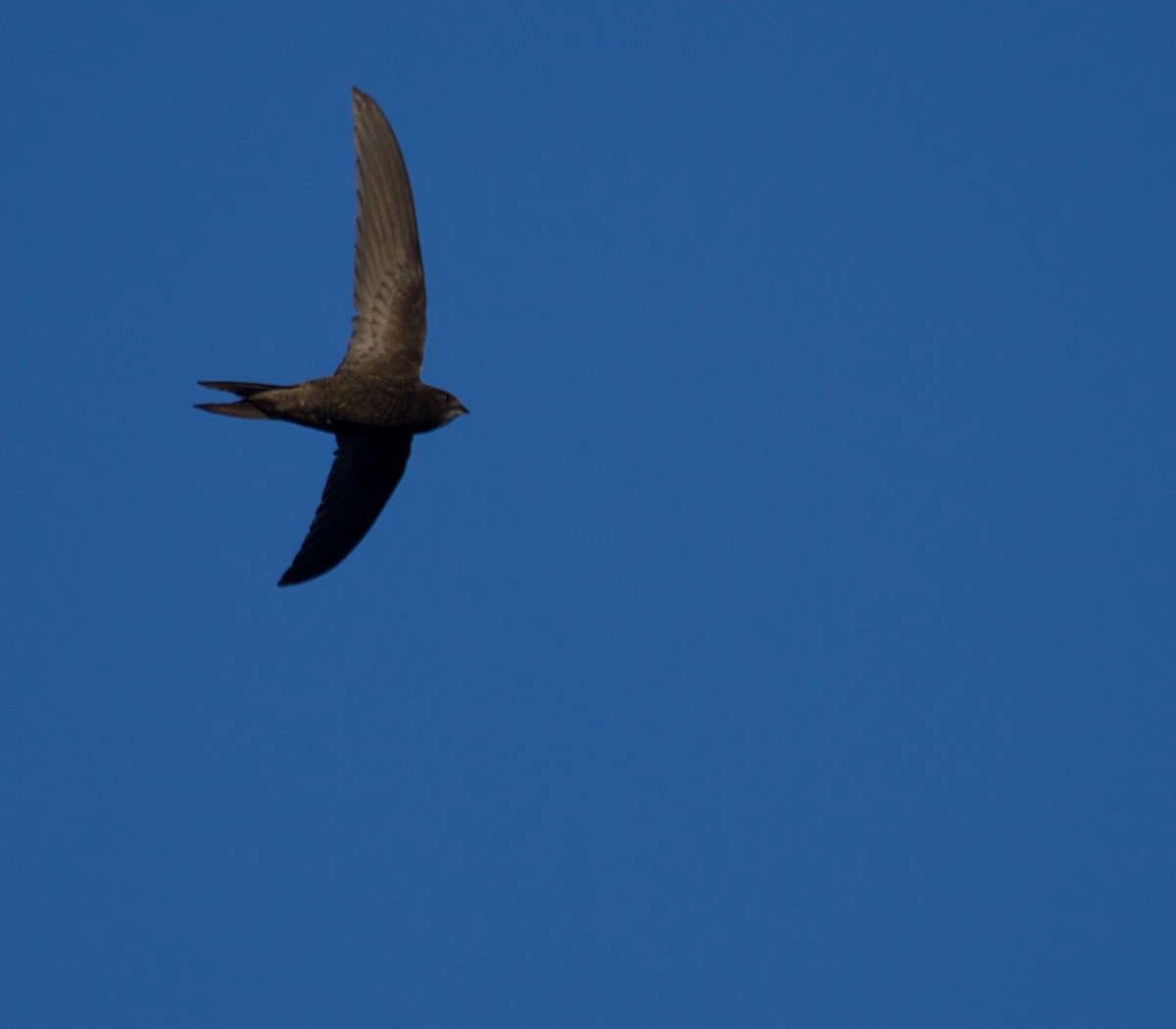 Pallid Swift - ML616291013