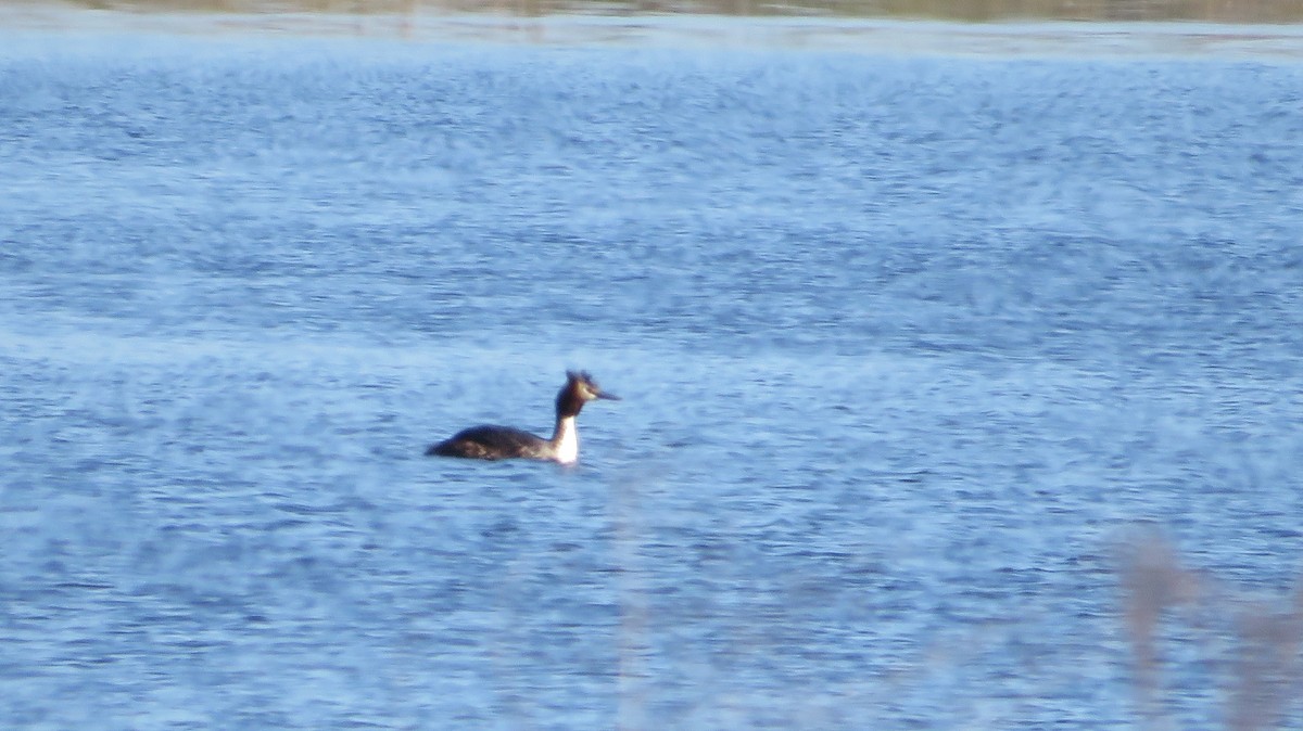 Great Crested Grebe - ML616291019