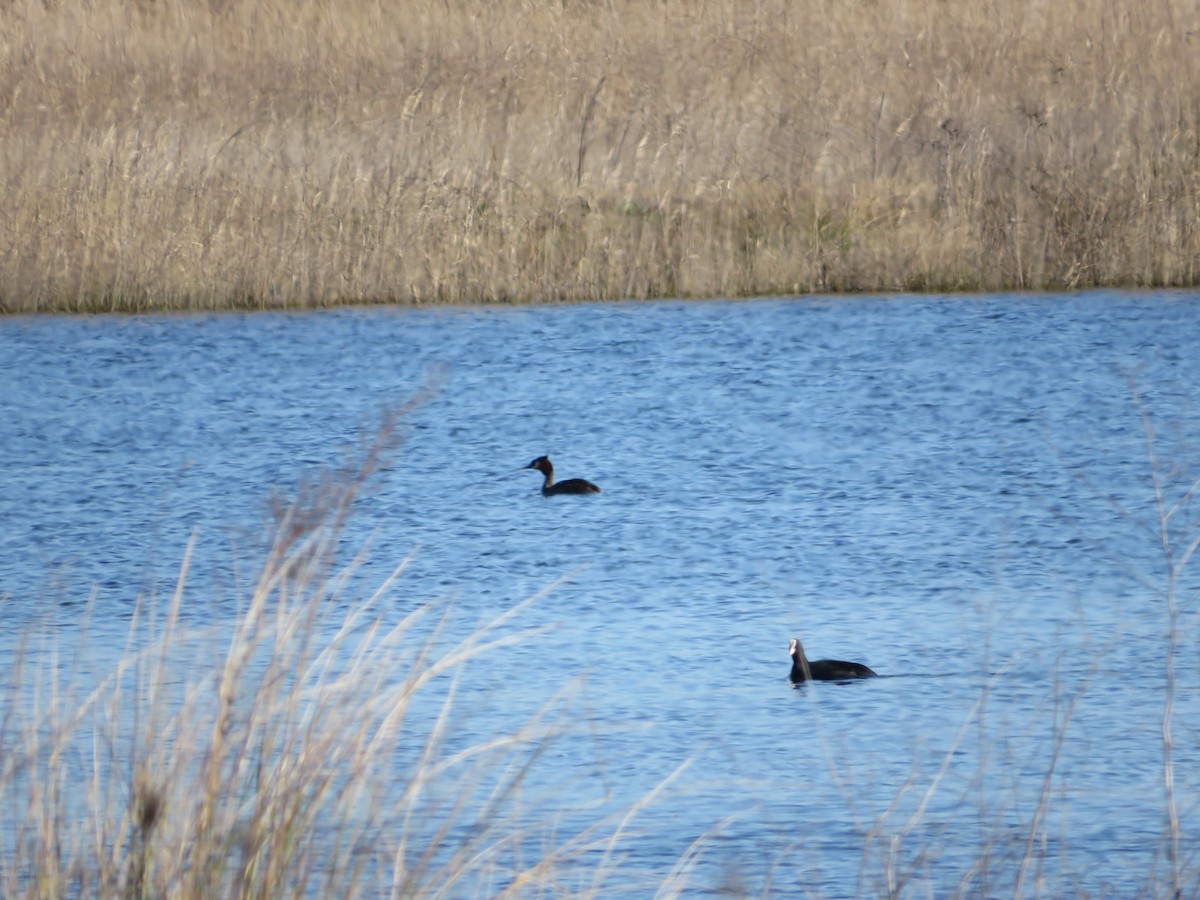 Great Crested Grebe - ML616291021