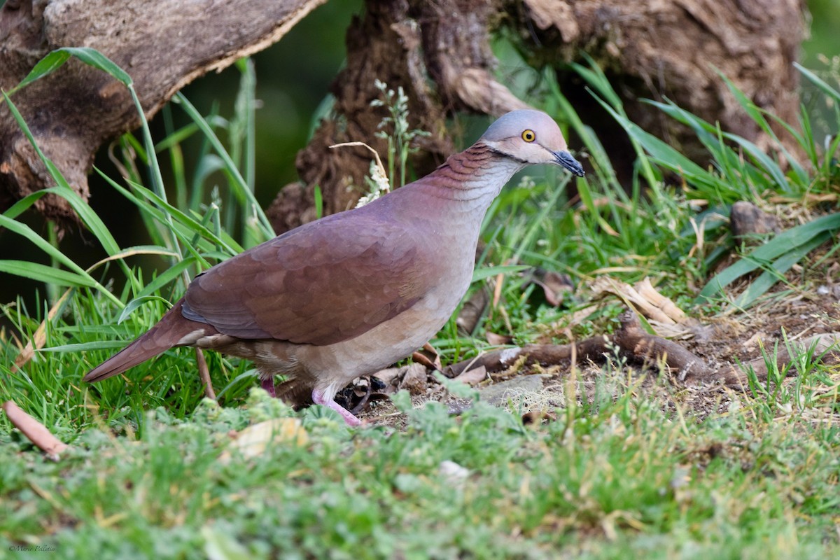 White-throated Quail-Dove - ML616291119