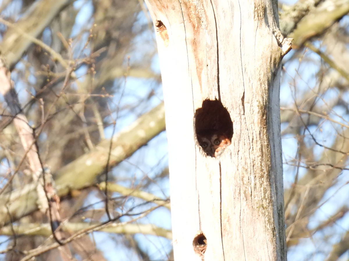 Eastern Screech-Owl - ML616291130
