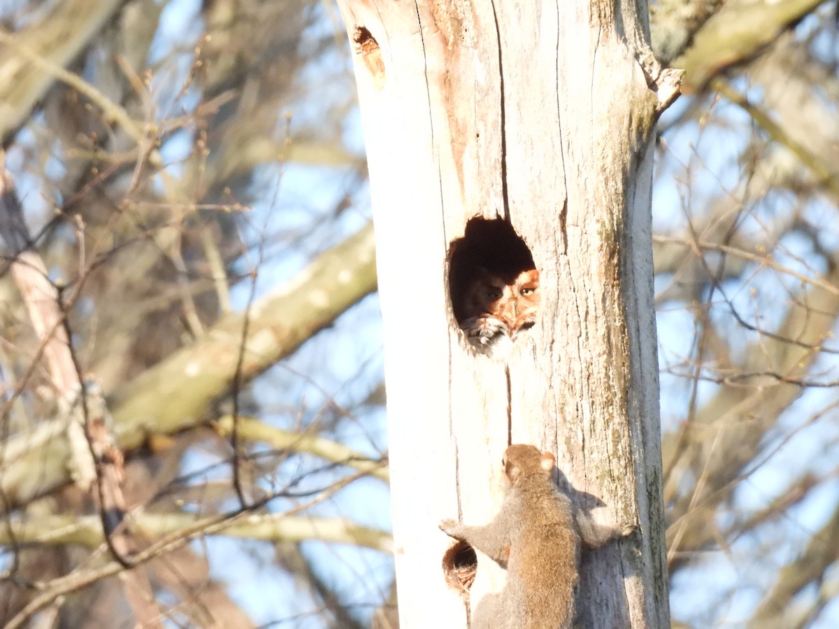 Eastern Screech-Owl - ML616291131