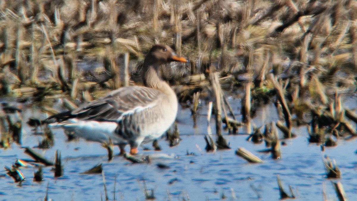 Taiga Bean-Goose - Samuel Odrzykoski