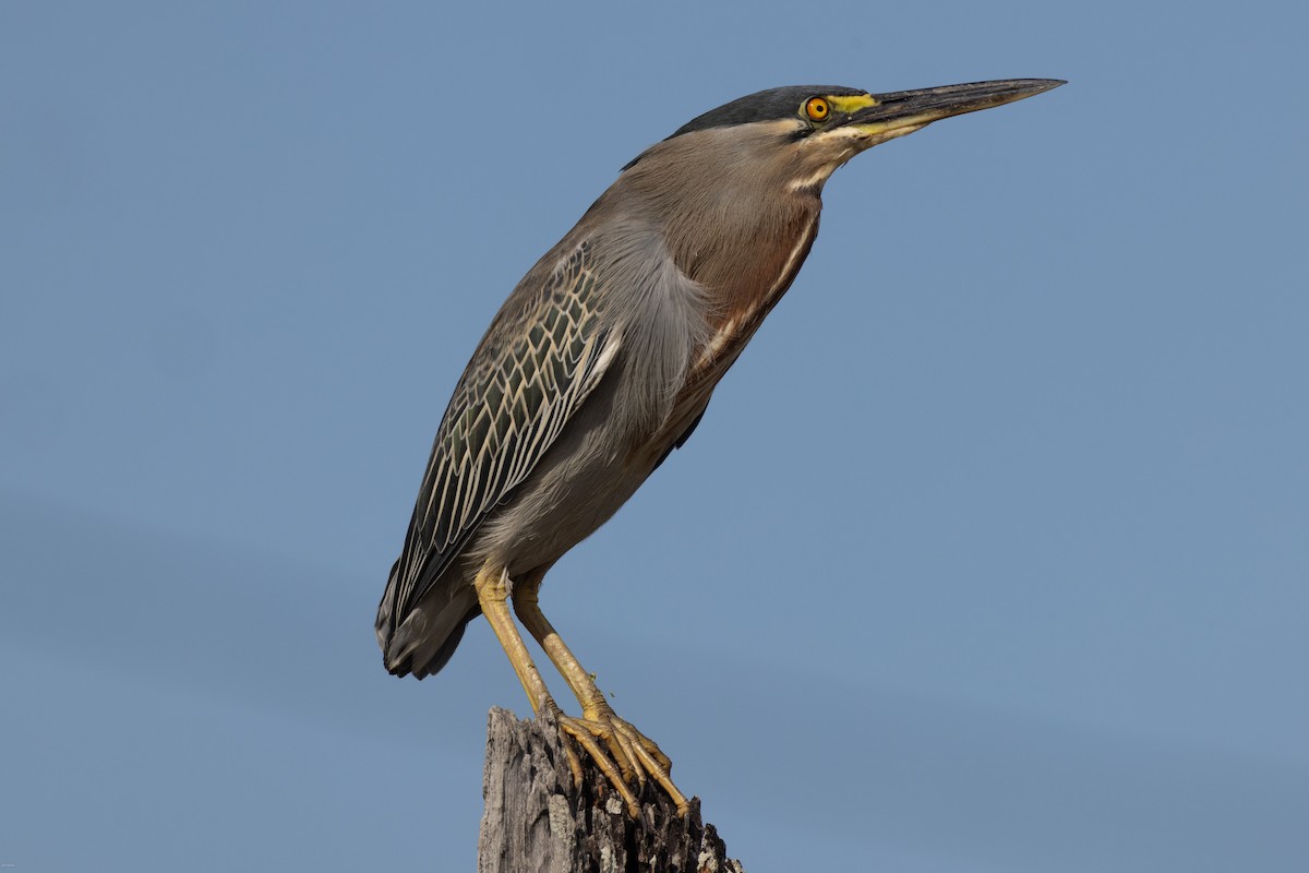 Striated Heron - John Hannan