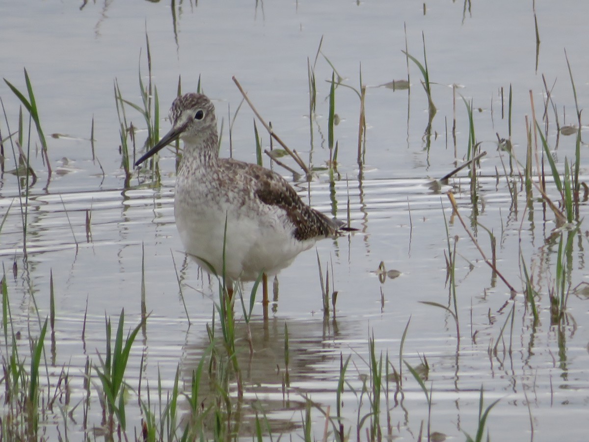 Greater Yellowlegs - Paul Sellin