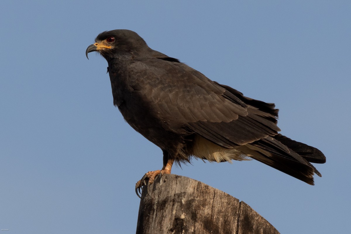 Snail Kite - ML616291166