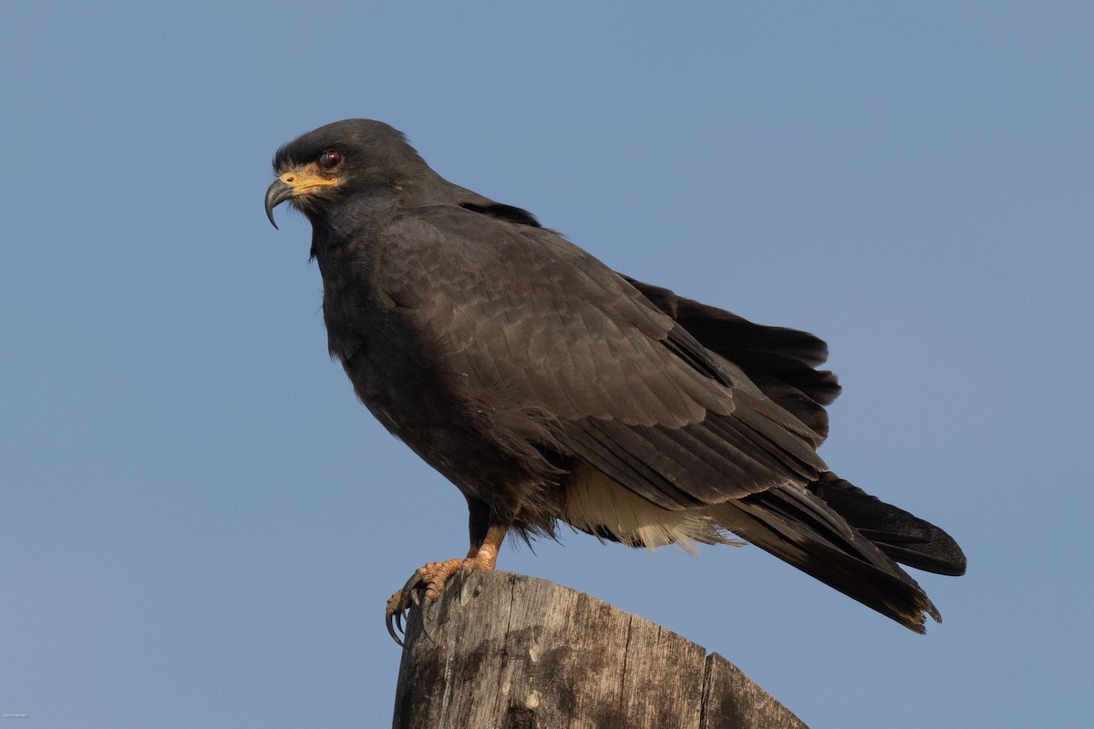 Snail Kite - ML616291167