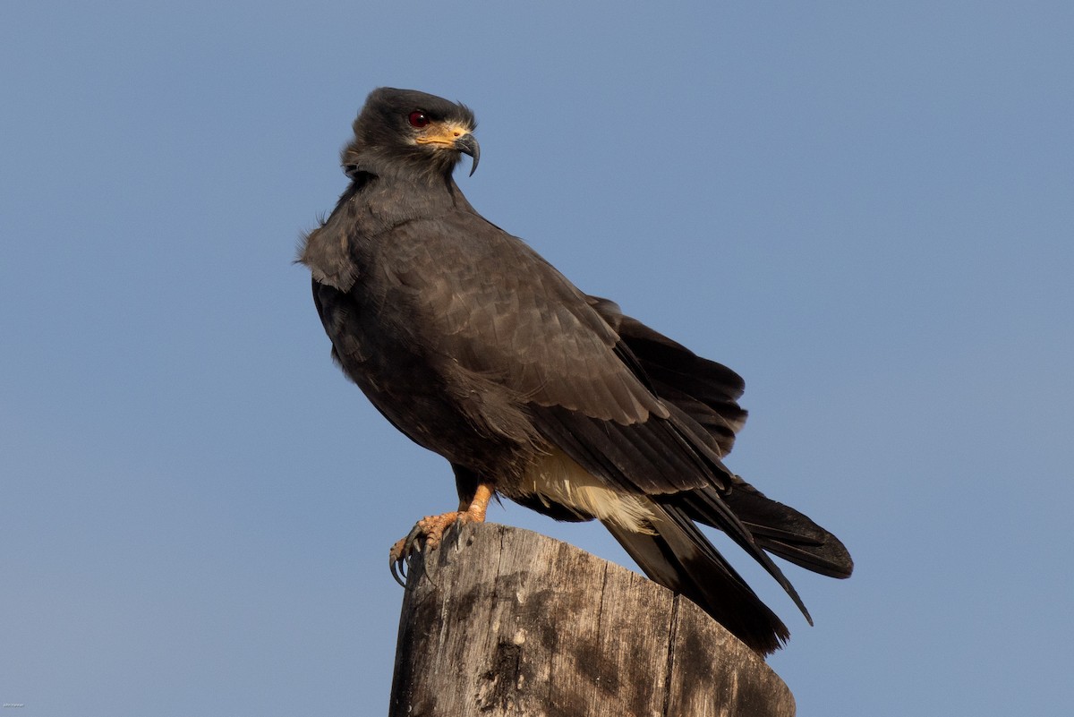 Snail Kite - ML616291168