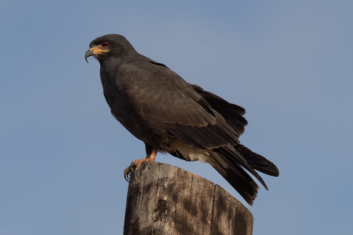 Snail Kite - ML616291171