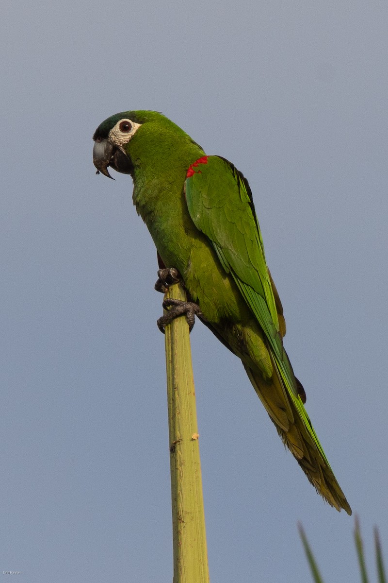 Red-shouldered Macaw - John Hannan