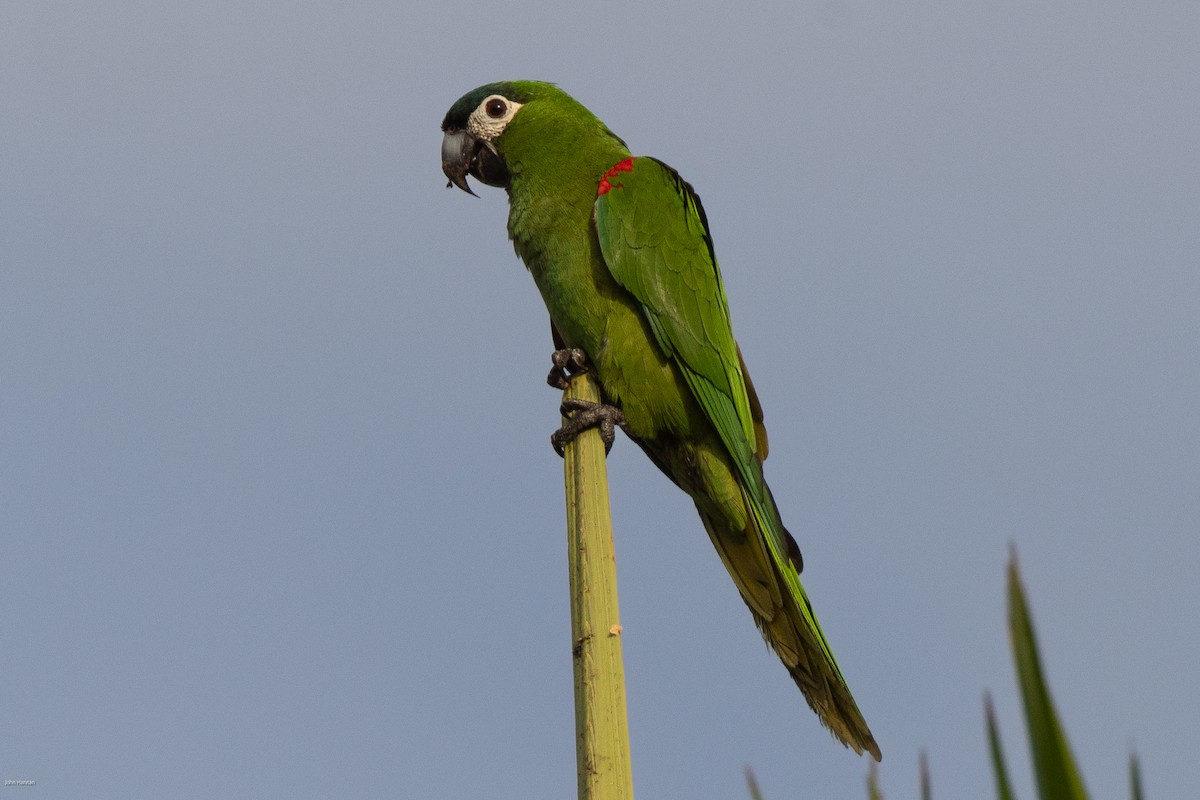 Red-shouldered Macaw - ML616291206