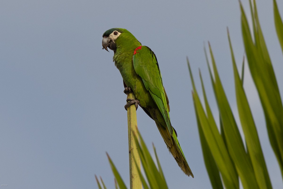 Red-shouldered Macaw - ML616291207