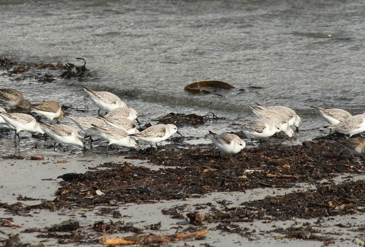 Bécasseau sanderling - ML616291214