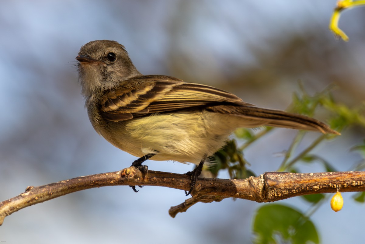 Northern Mouse-colored Tyrannulet - ML616291225