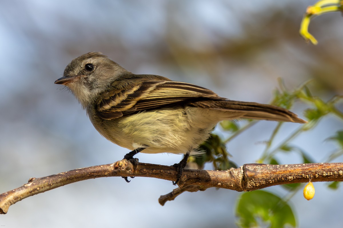 Northern Mouse-colored Tyrannulet - ML616291226