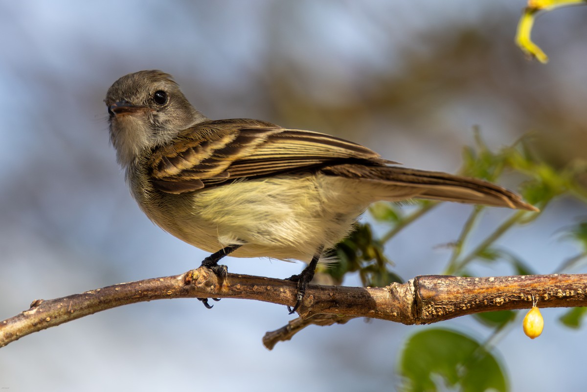 Northern Mouse-colored Tyrannulet - ML616291227