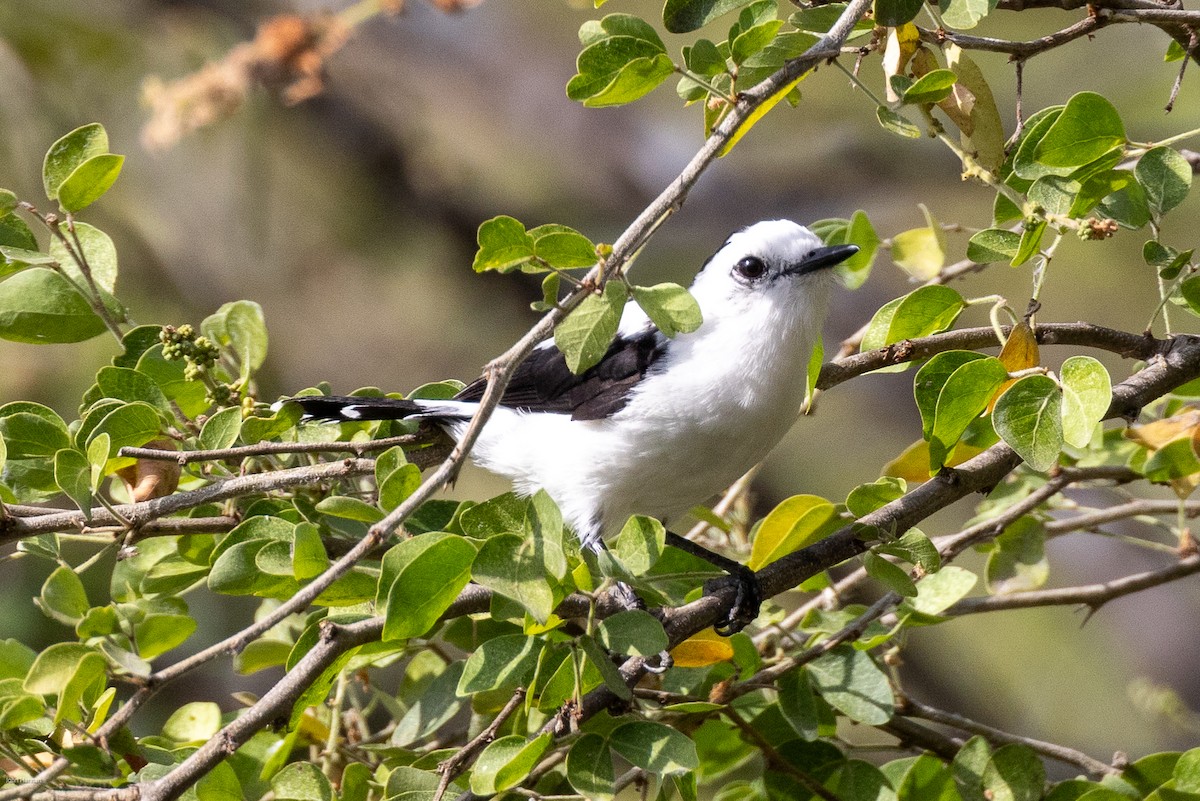 Pied Water-Tyrant - John Hannan