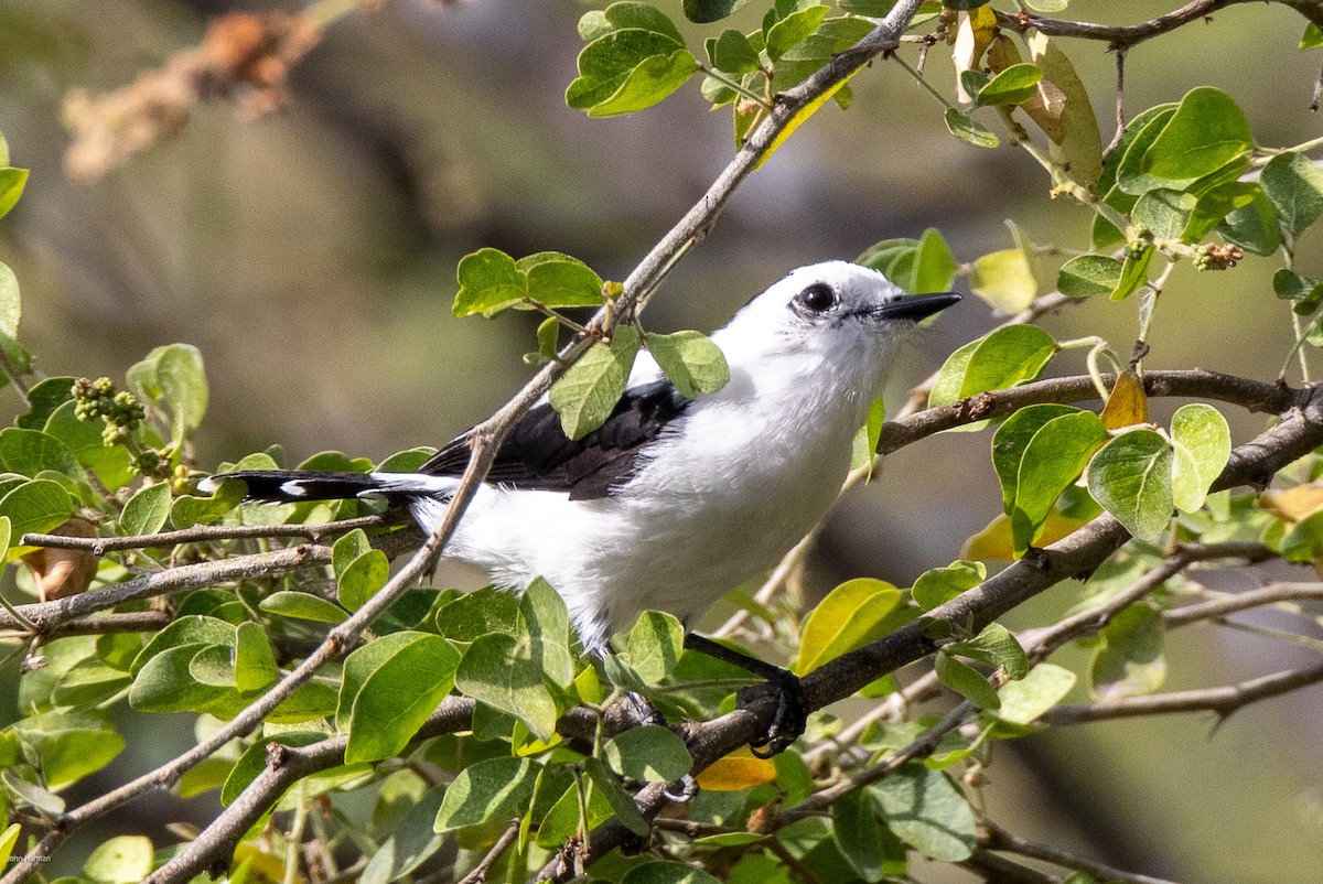 Pied Water-Tyrant - ML616291246