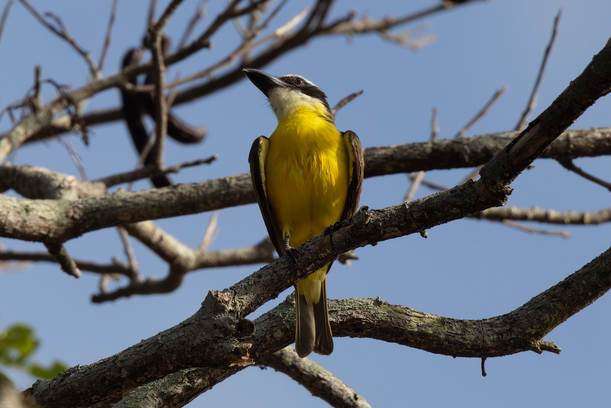 Boat-billed Flycatcher - ML616291254