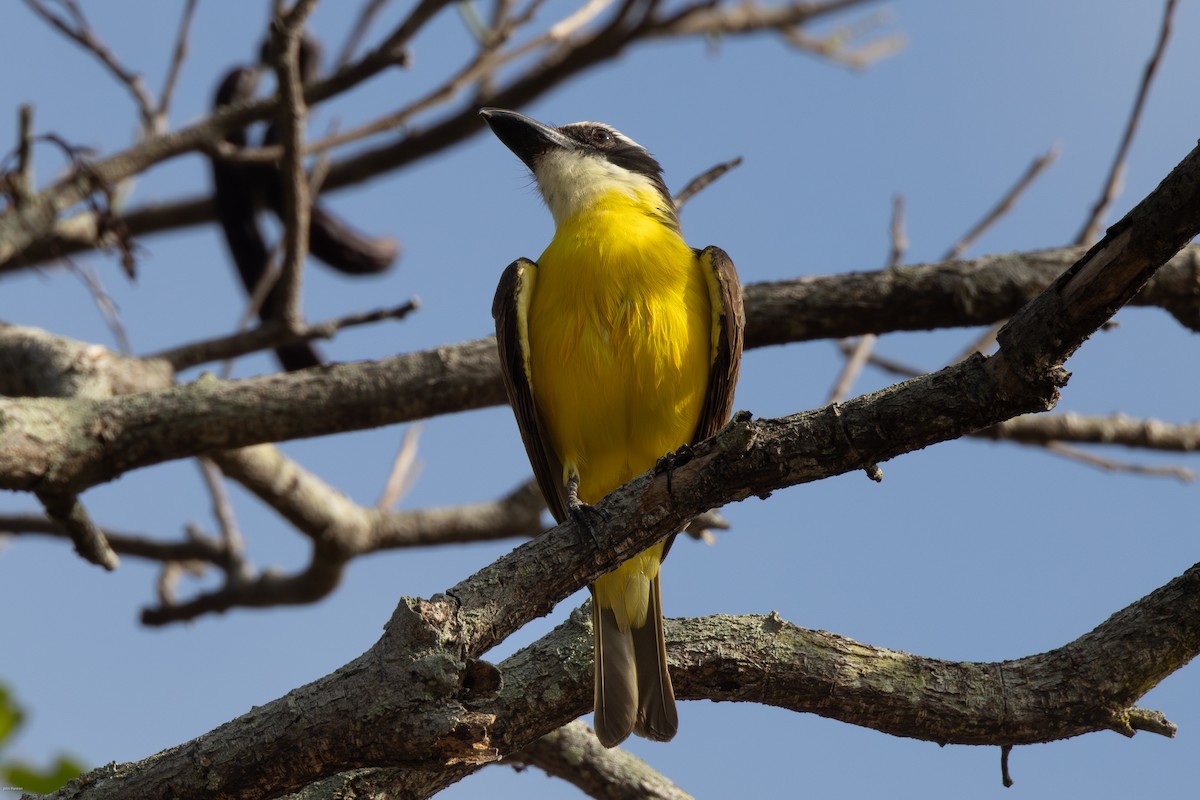 Boat-billed Flycatcher - ML616291256