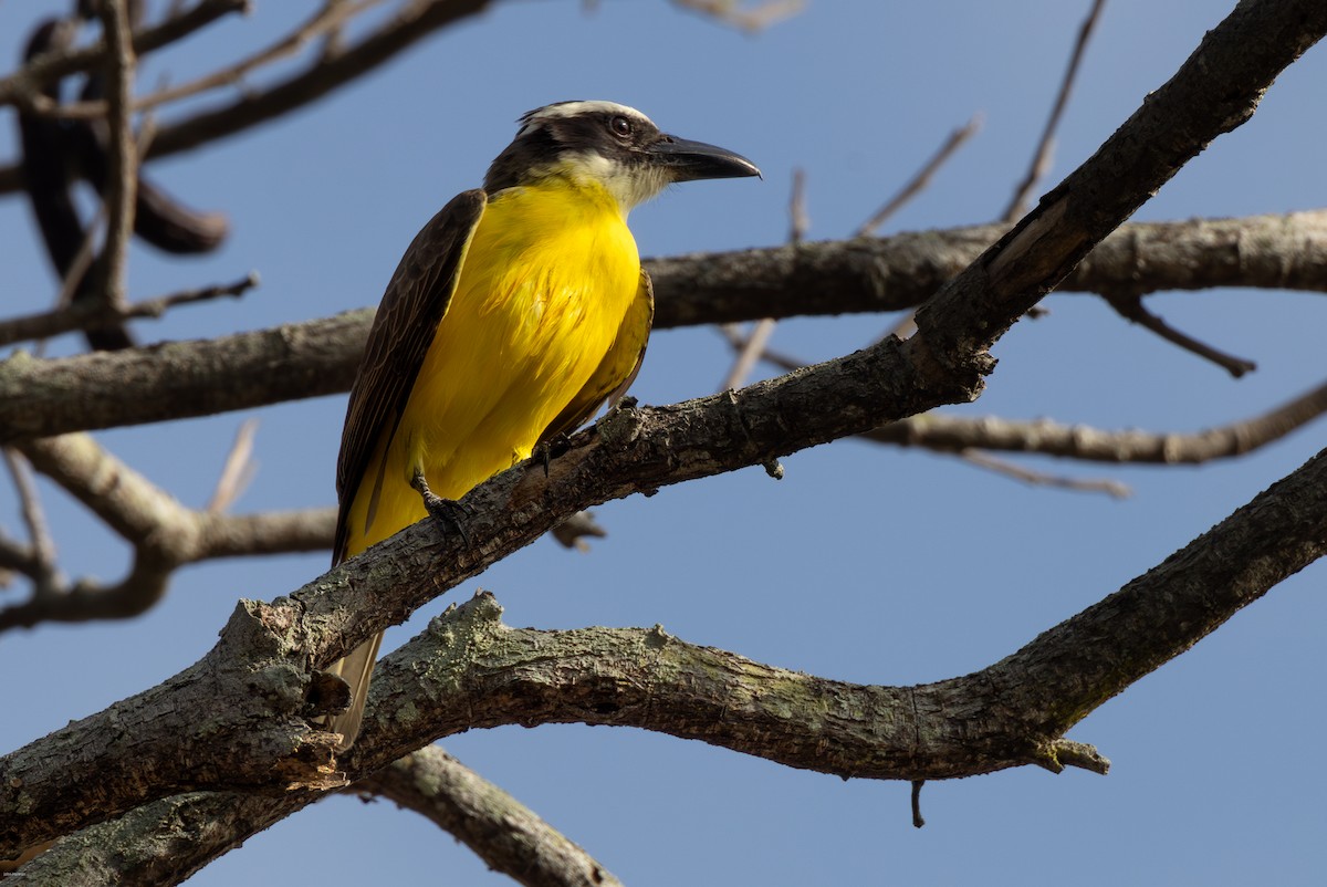 Boat-billed Flycatcher - ML616291257