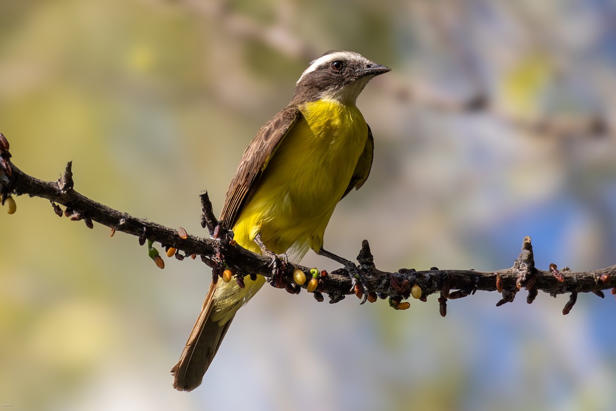 Rusty-margined Flycatcher - ML616291265