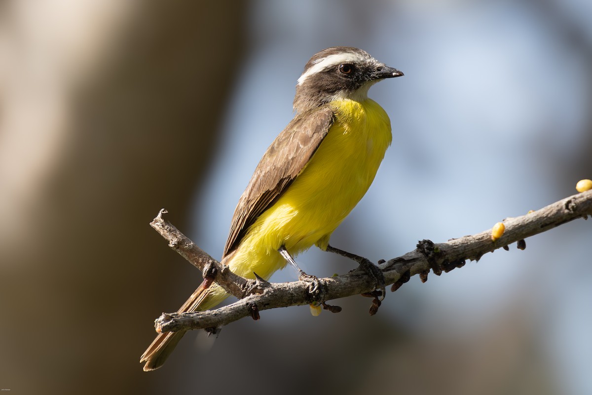 Rusty-margined Flycatcher - ML616291267